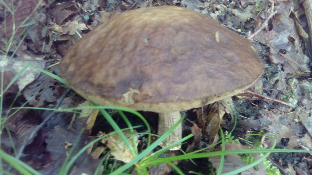 Tra quercie e pini passeggiando